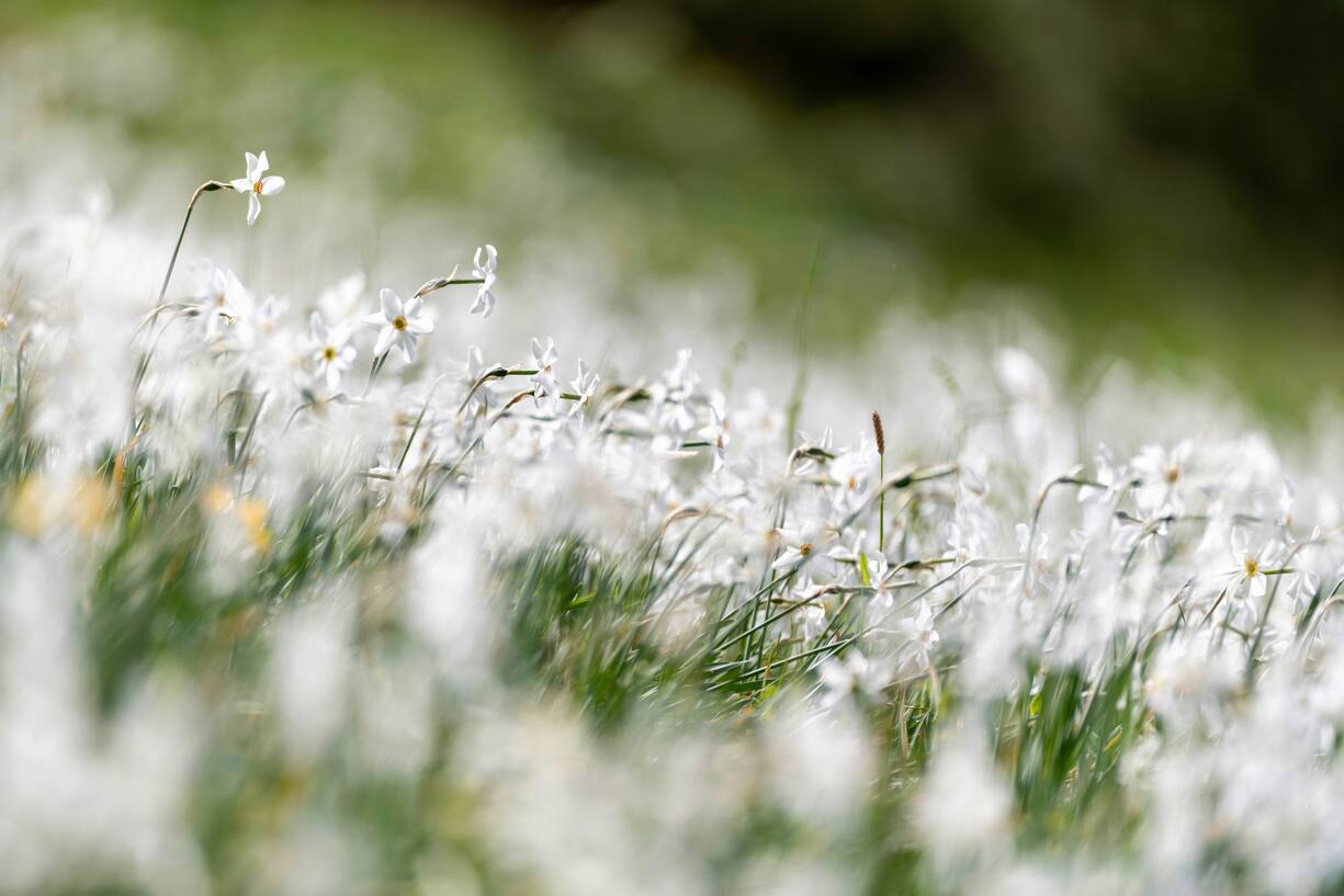 Narcisses