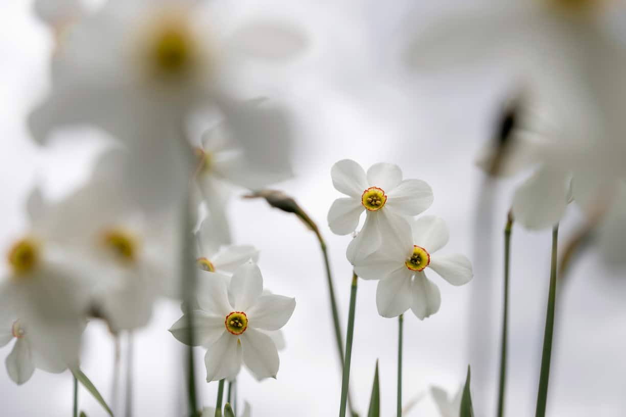 Narcisses
