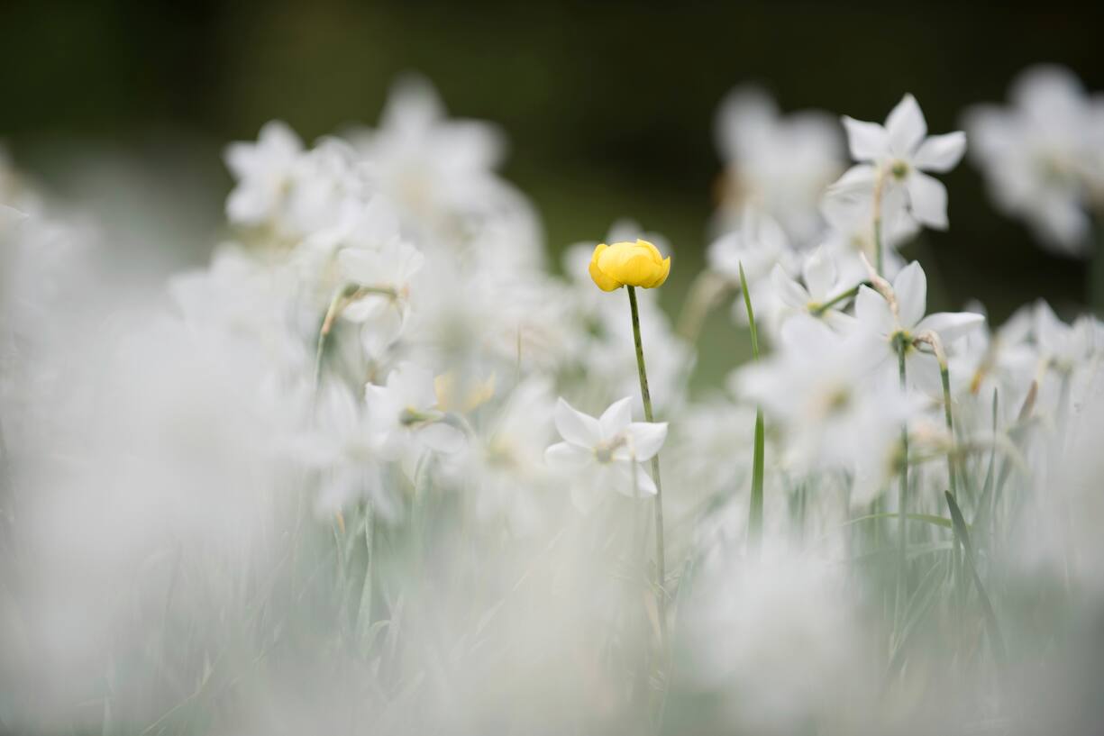 Narcisses