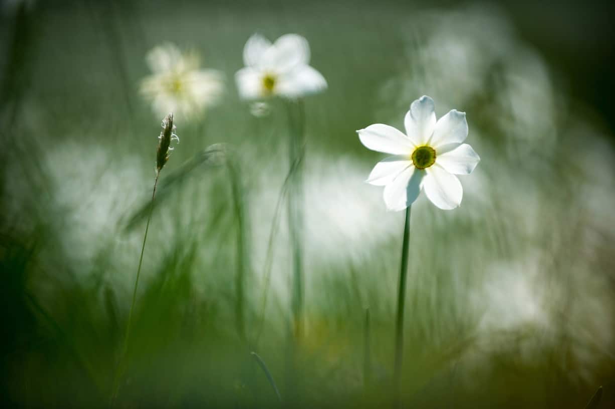 Narcisses