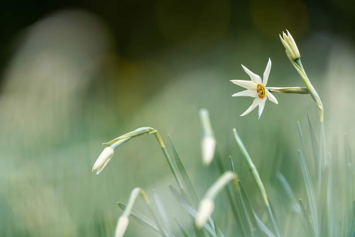 Narcisses