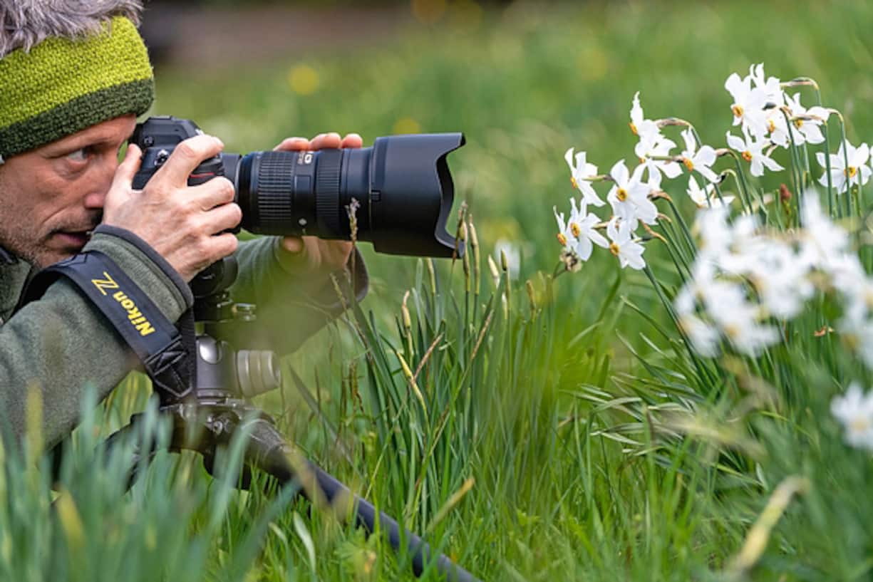 Narcisses