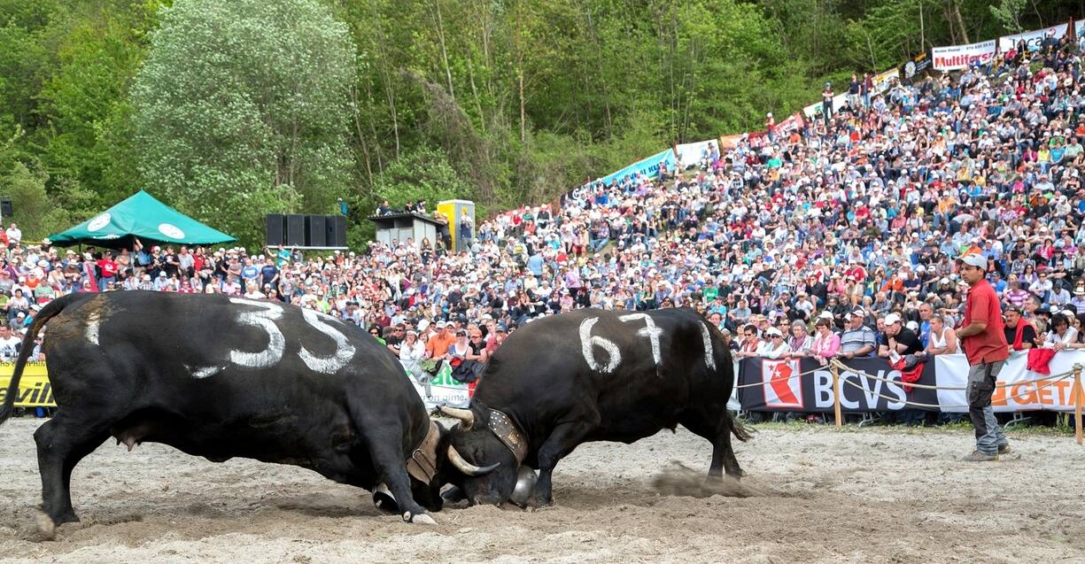 Combat de vaches d'Hérens à Ballenberg