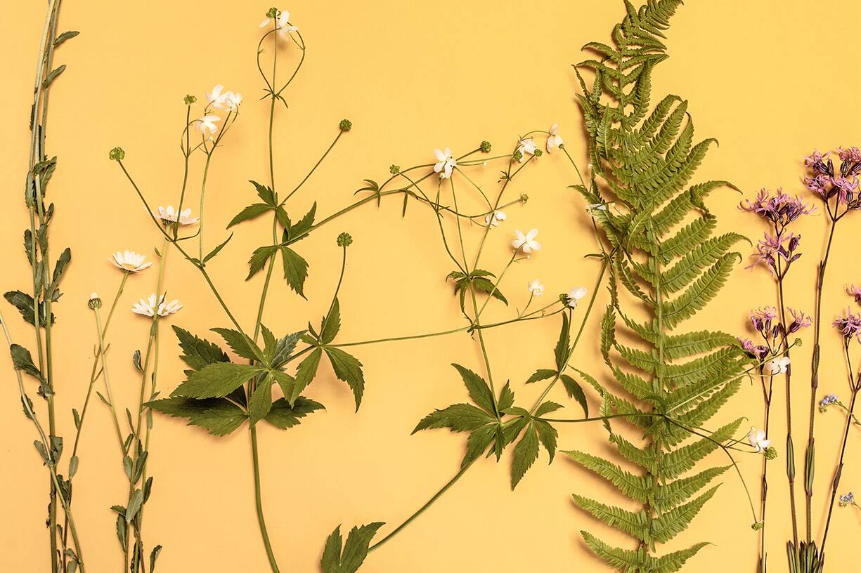 Se soigner par les plantes