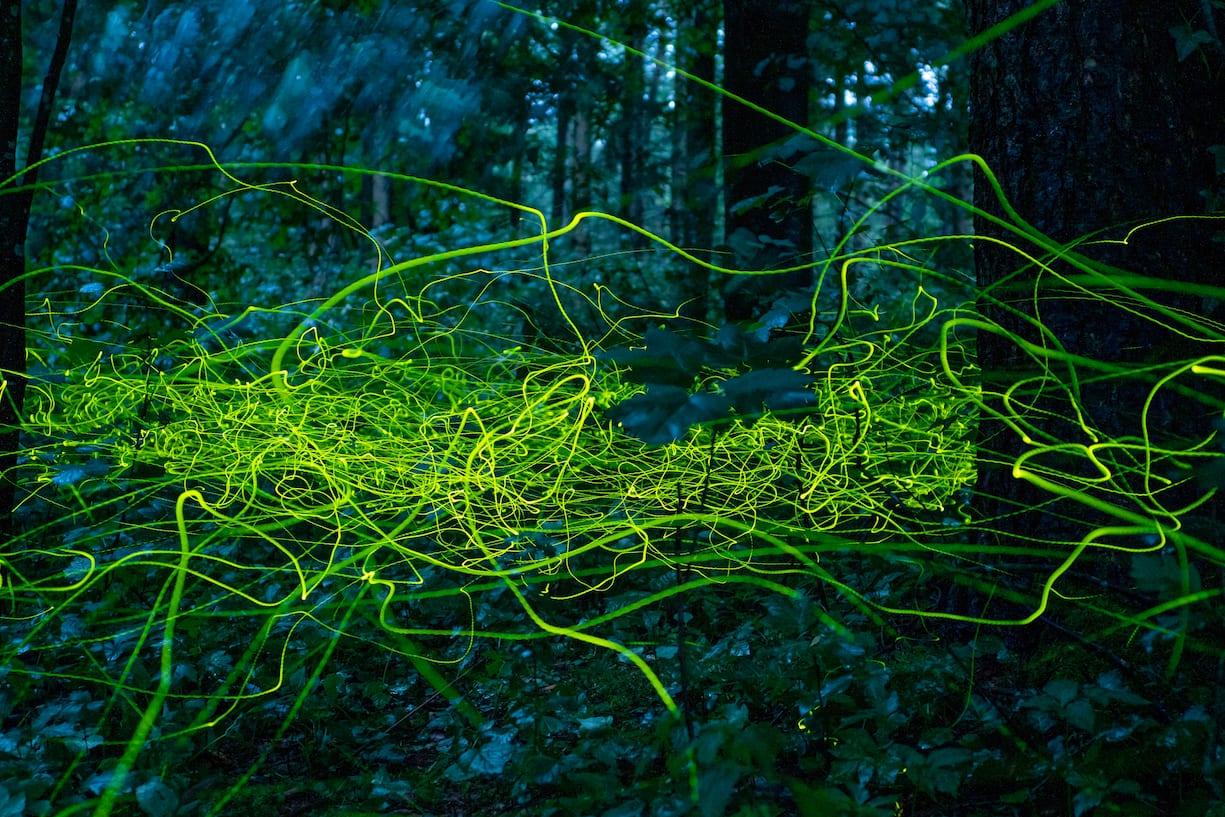 Lucioles