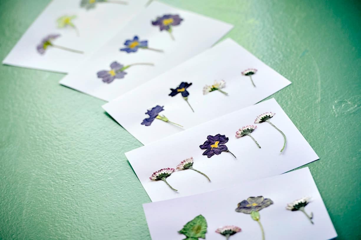 Presse à fleurs