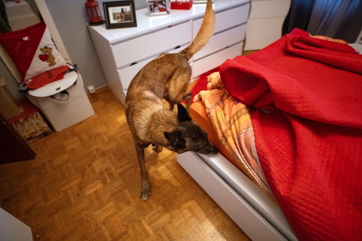 chiens au travail