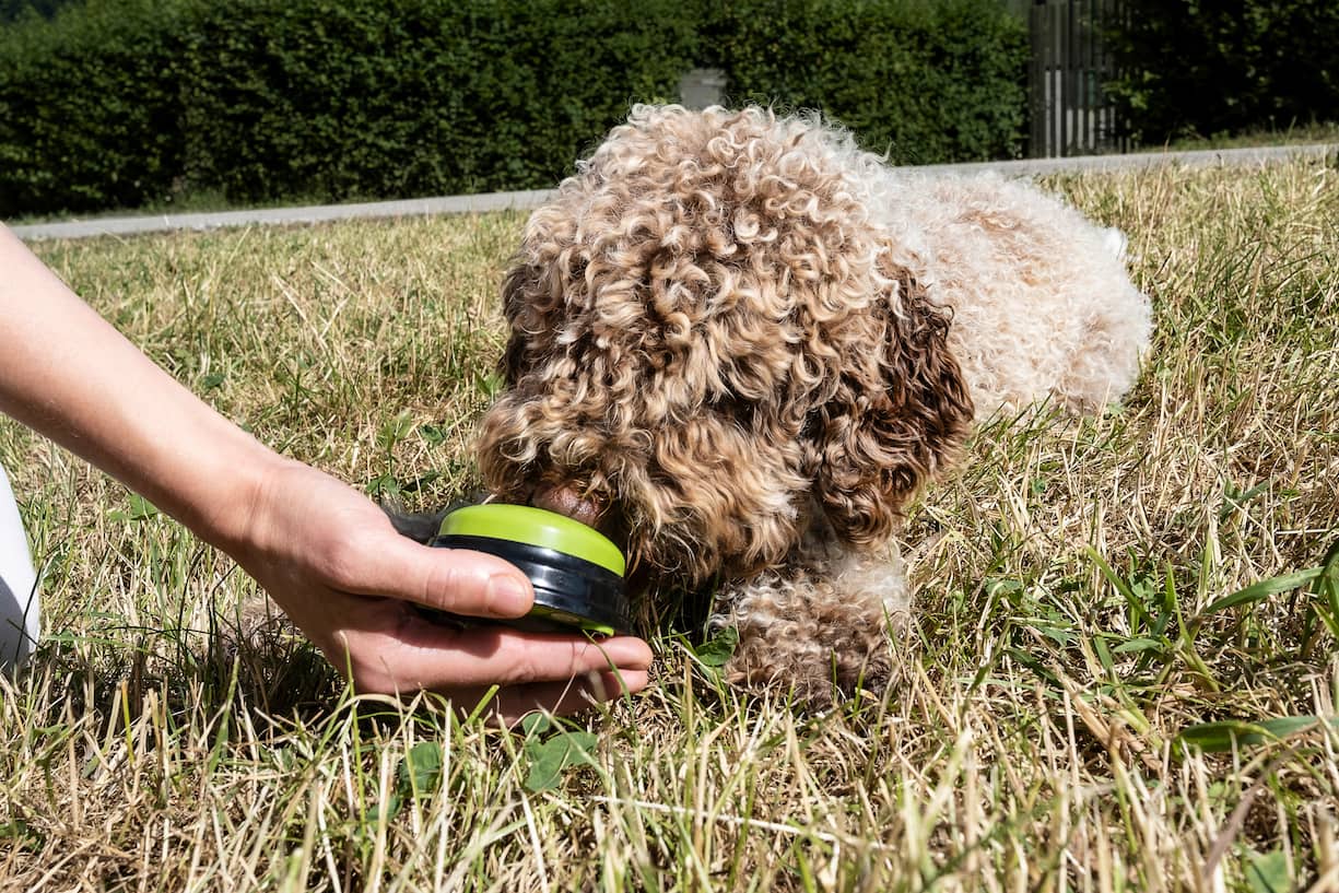 chiens au travail