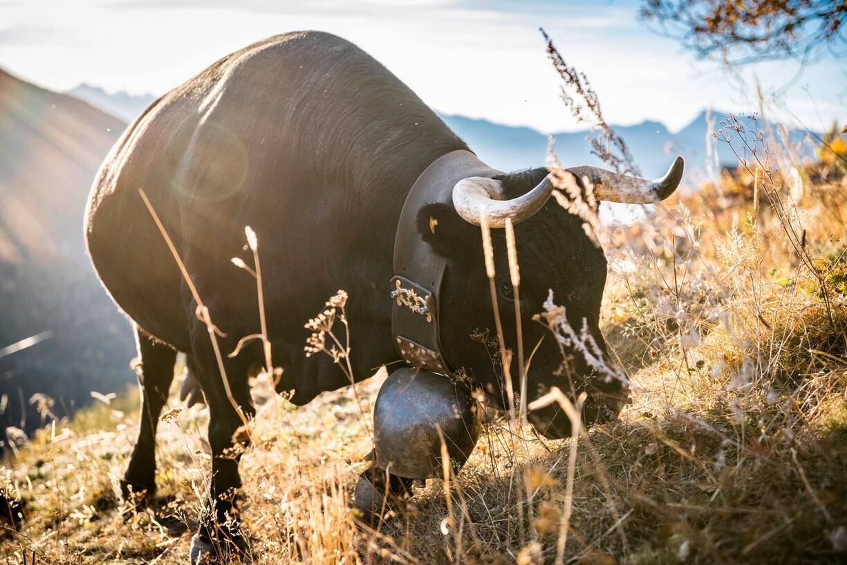 Balade dans le Valais central