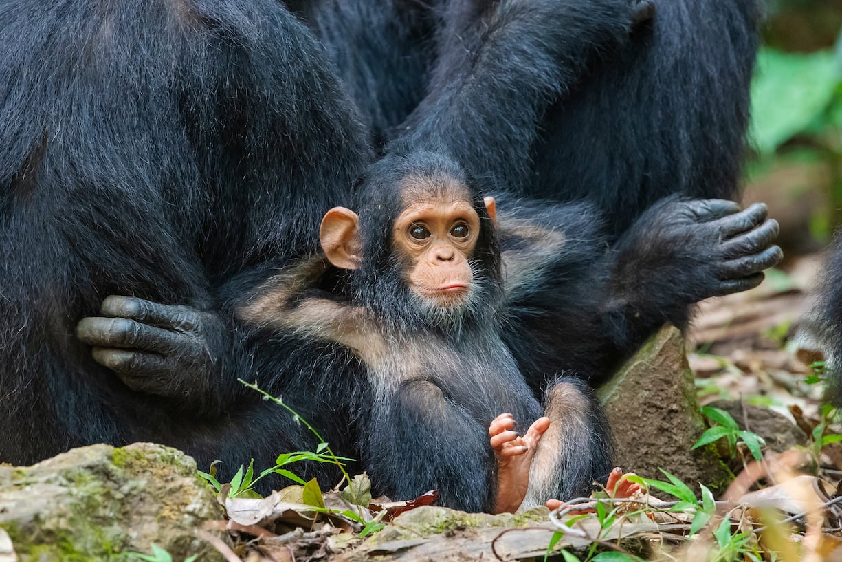 Comedy Wildlife Photography Awards