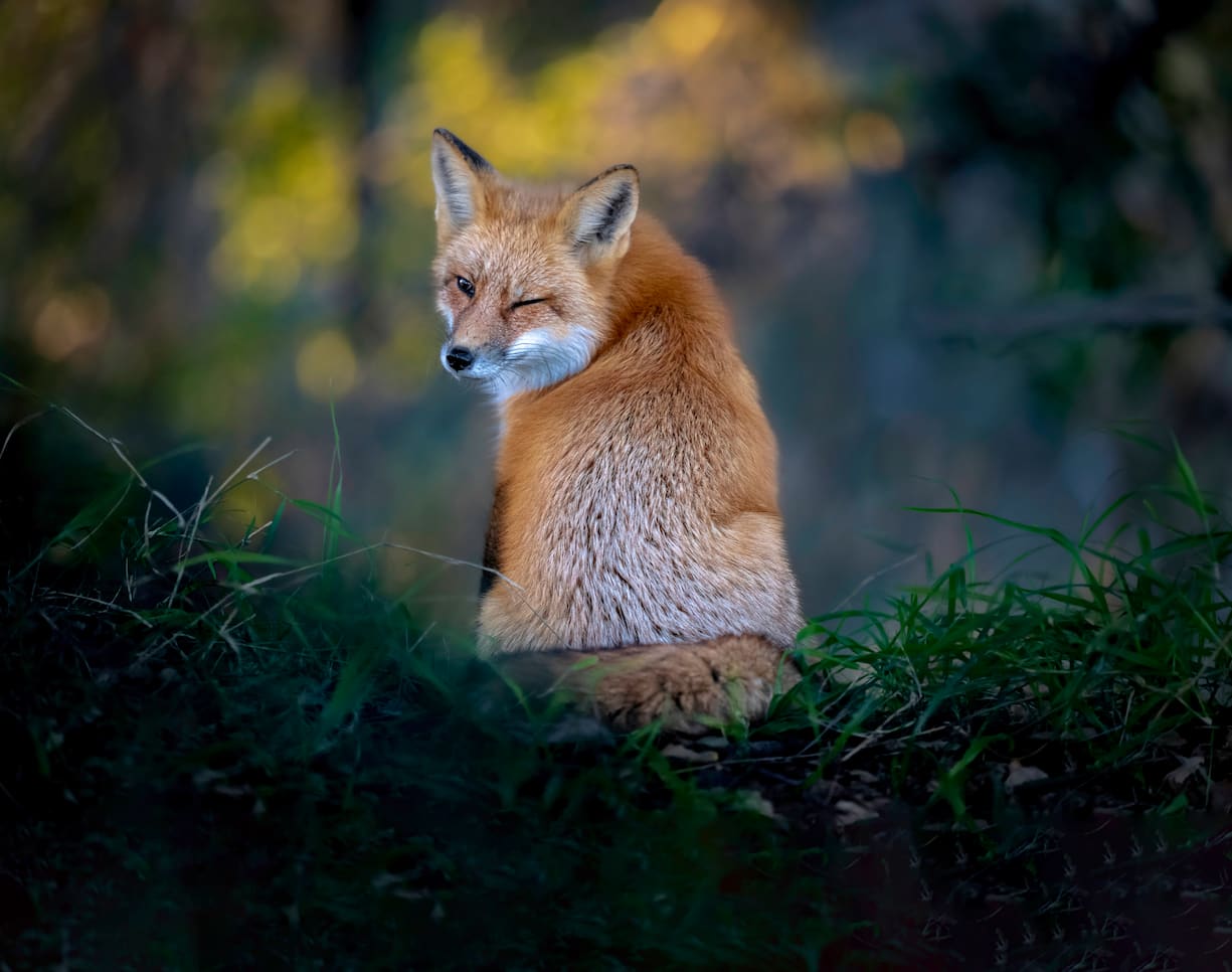 Comedy Wildlife Photography Awards