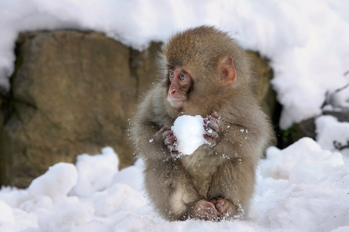 Comedy Wildlife Photography Awards