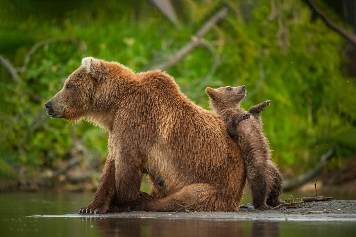 Comedy Wildlife Photography Awards