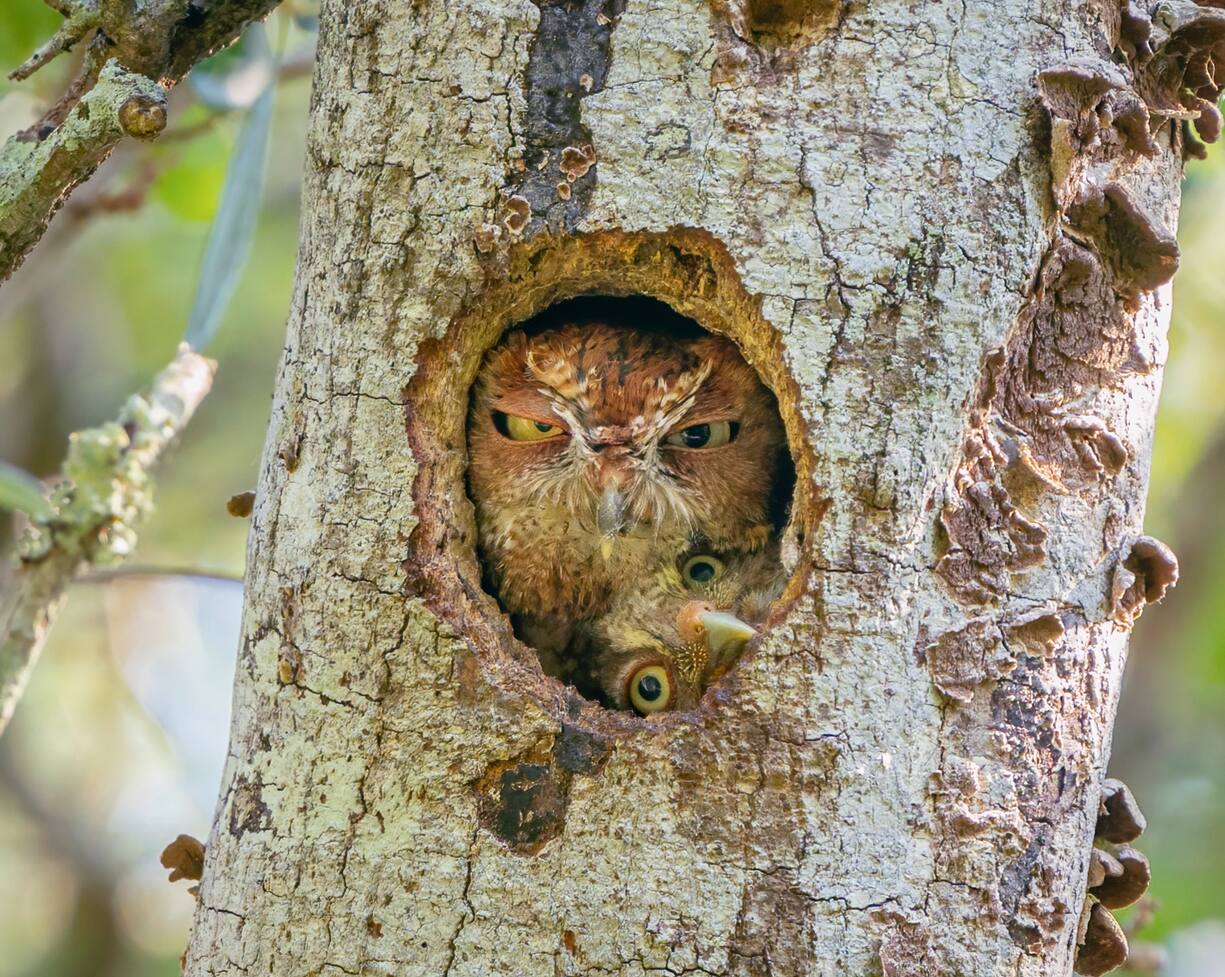 Comedy Wildlife Photography Awards