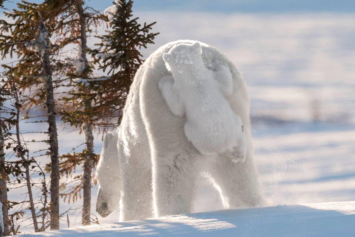 Comedy Wildlife Photography Awards