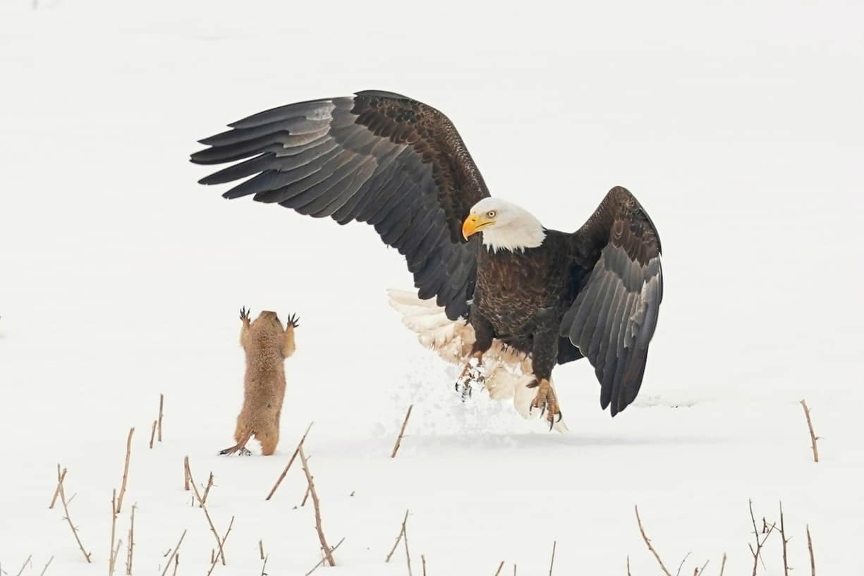 Comedy Wildlife Photography Awards