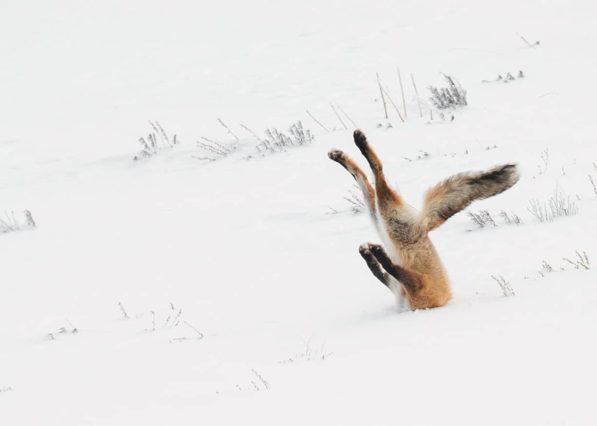 Comedy Wildlife Photography Awards