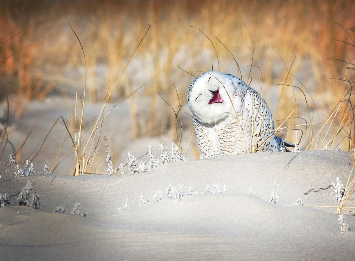 Comedy Wildlife Photography Awards