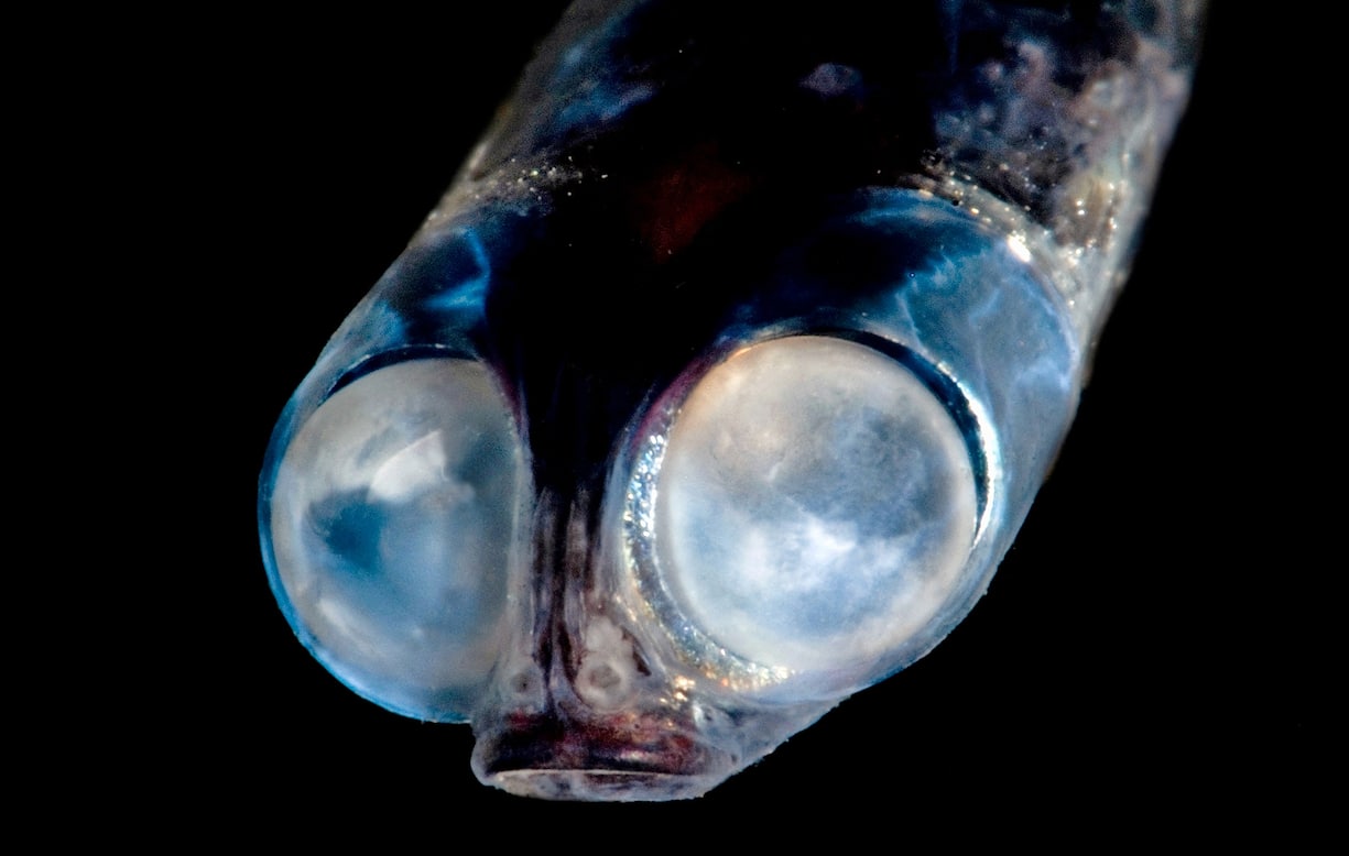 Monstres et merveilles des abysses