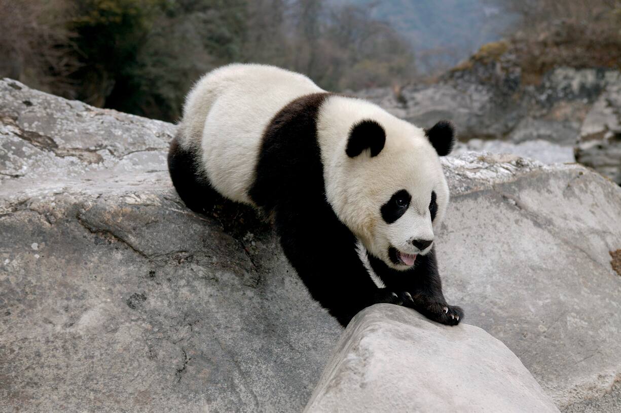 Pandas