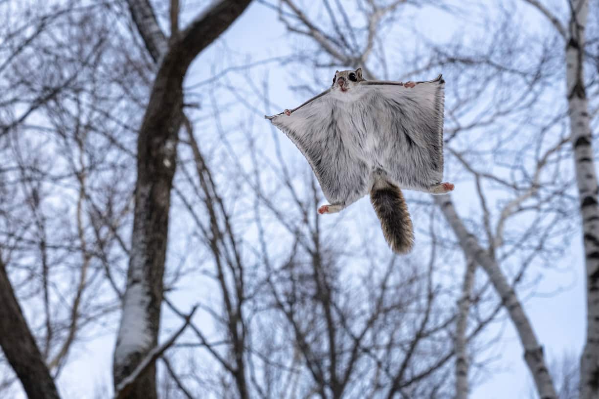 écureuil volant