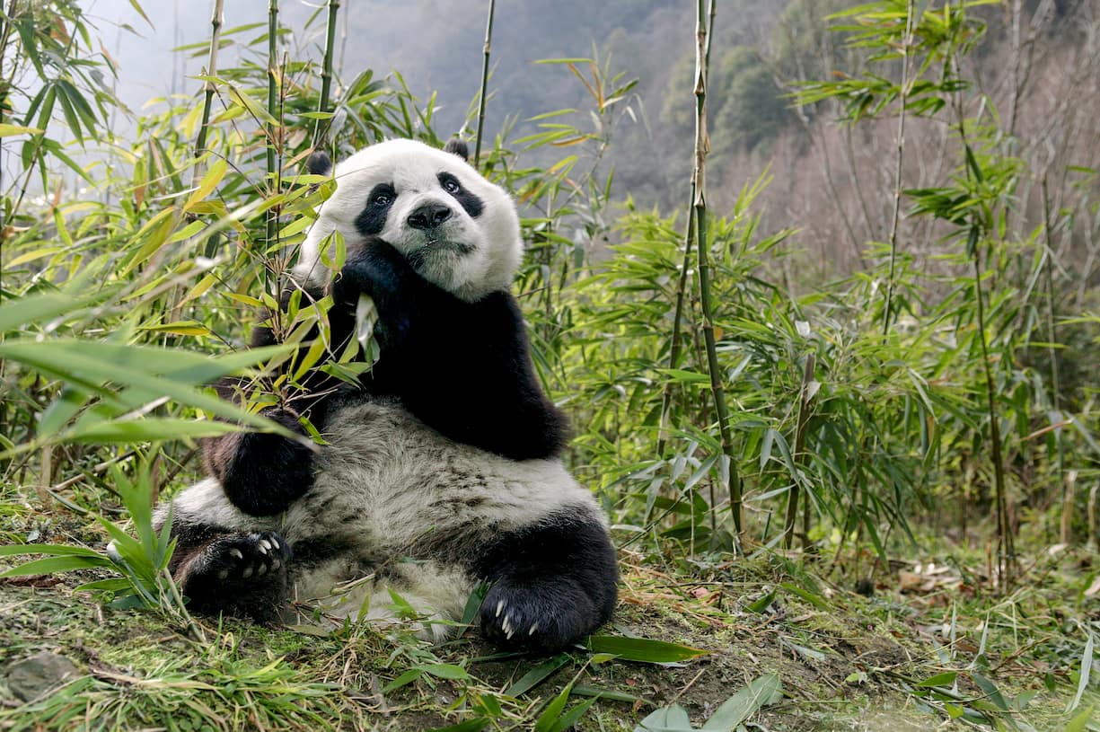 Grand Panda ou Panda géant adulte