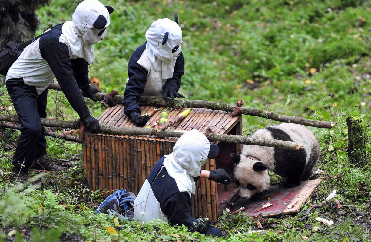 panda
