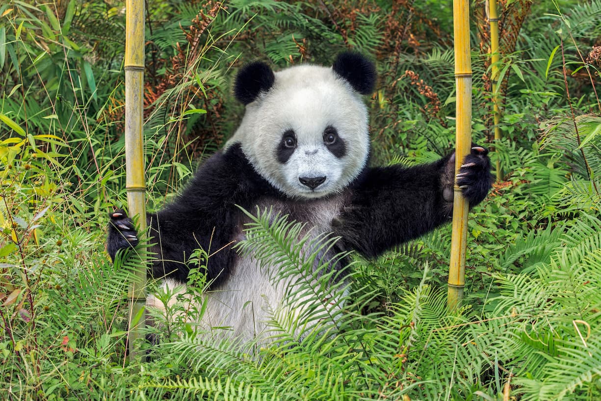panda géant