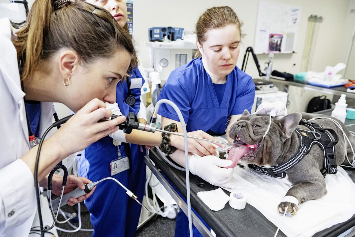 la vétérinaire Deborah Rohner pratique une laryngoscopie de contrôle, car le chien a toujours des problèmes respiratoires.