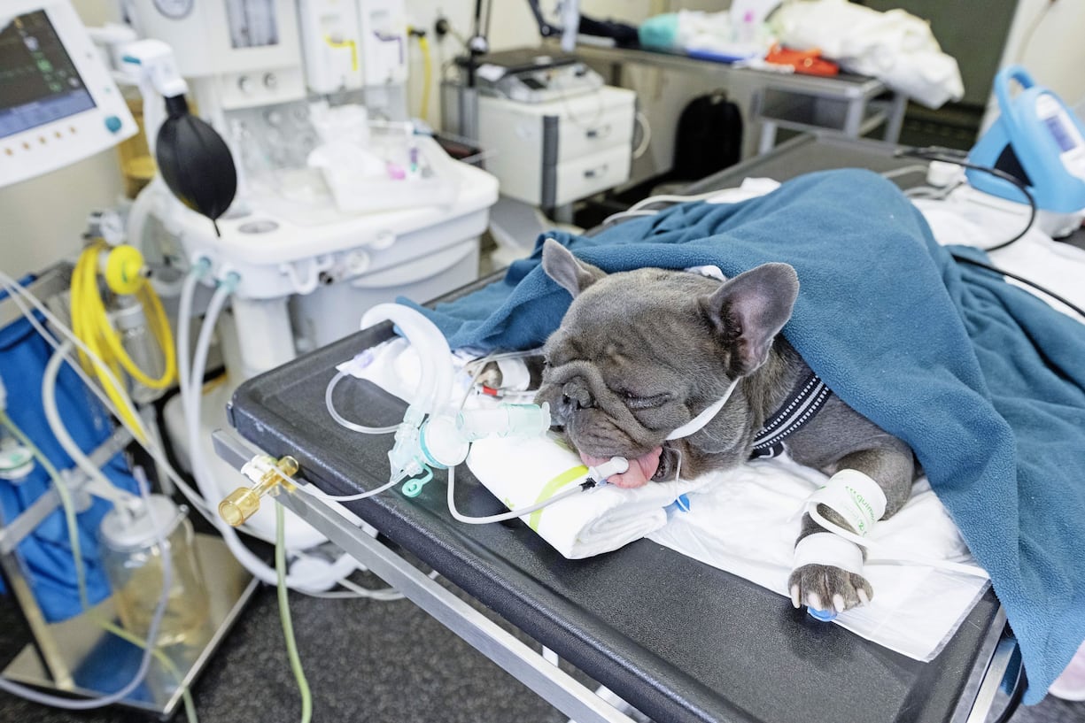 Carlin à l'hôpital