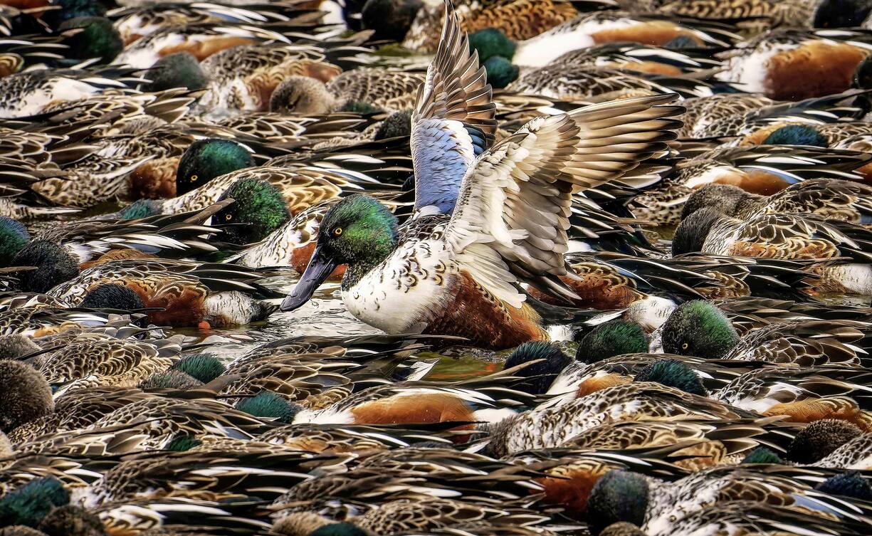 groupe de canards souchets