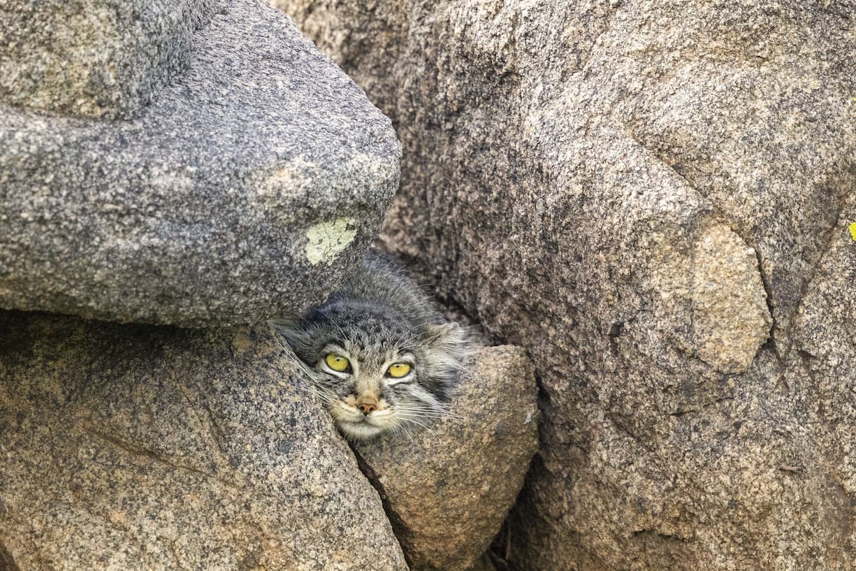 manul
