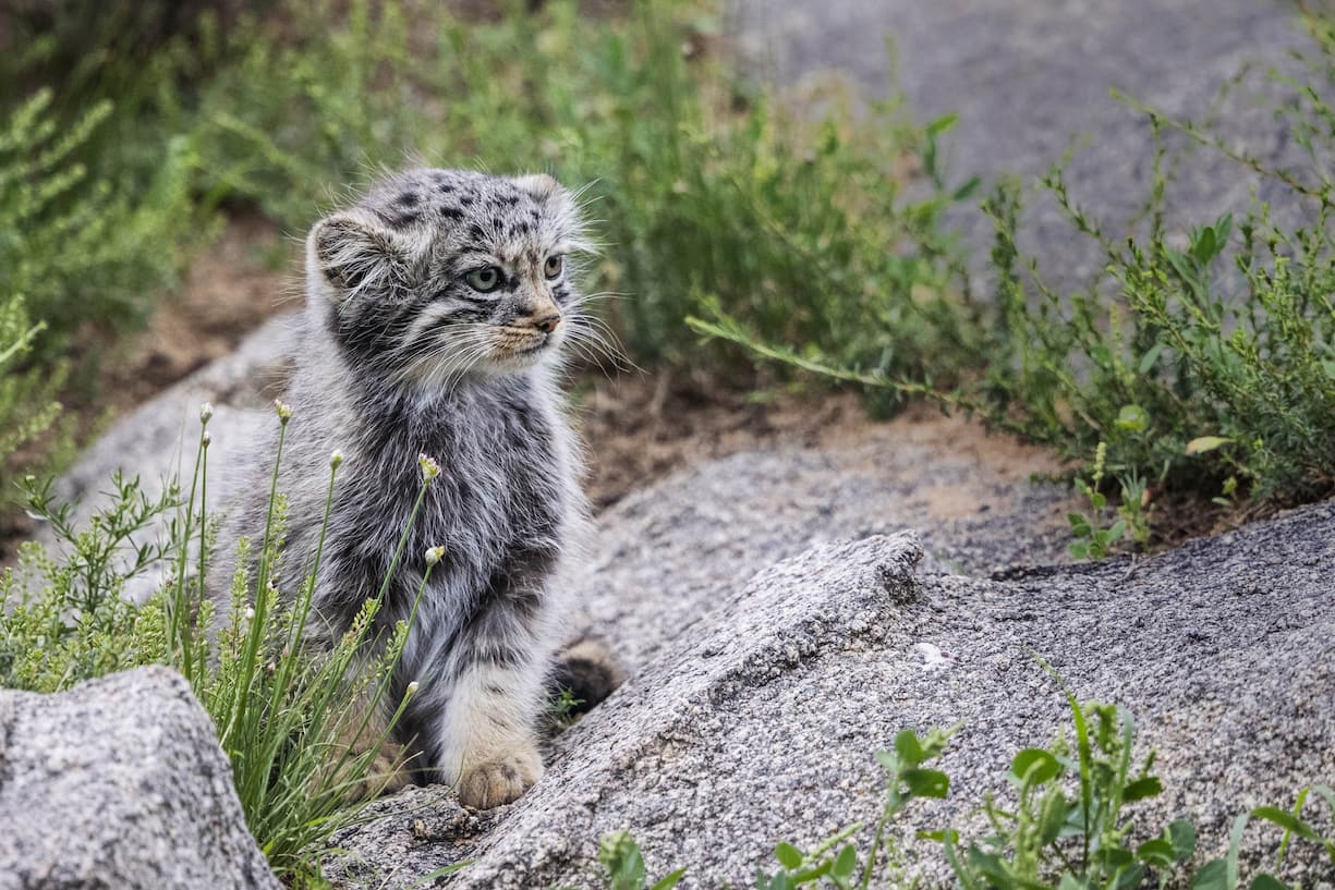 manul