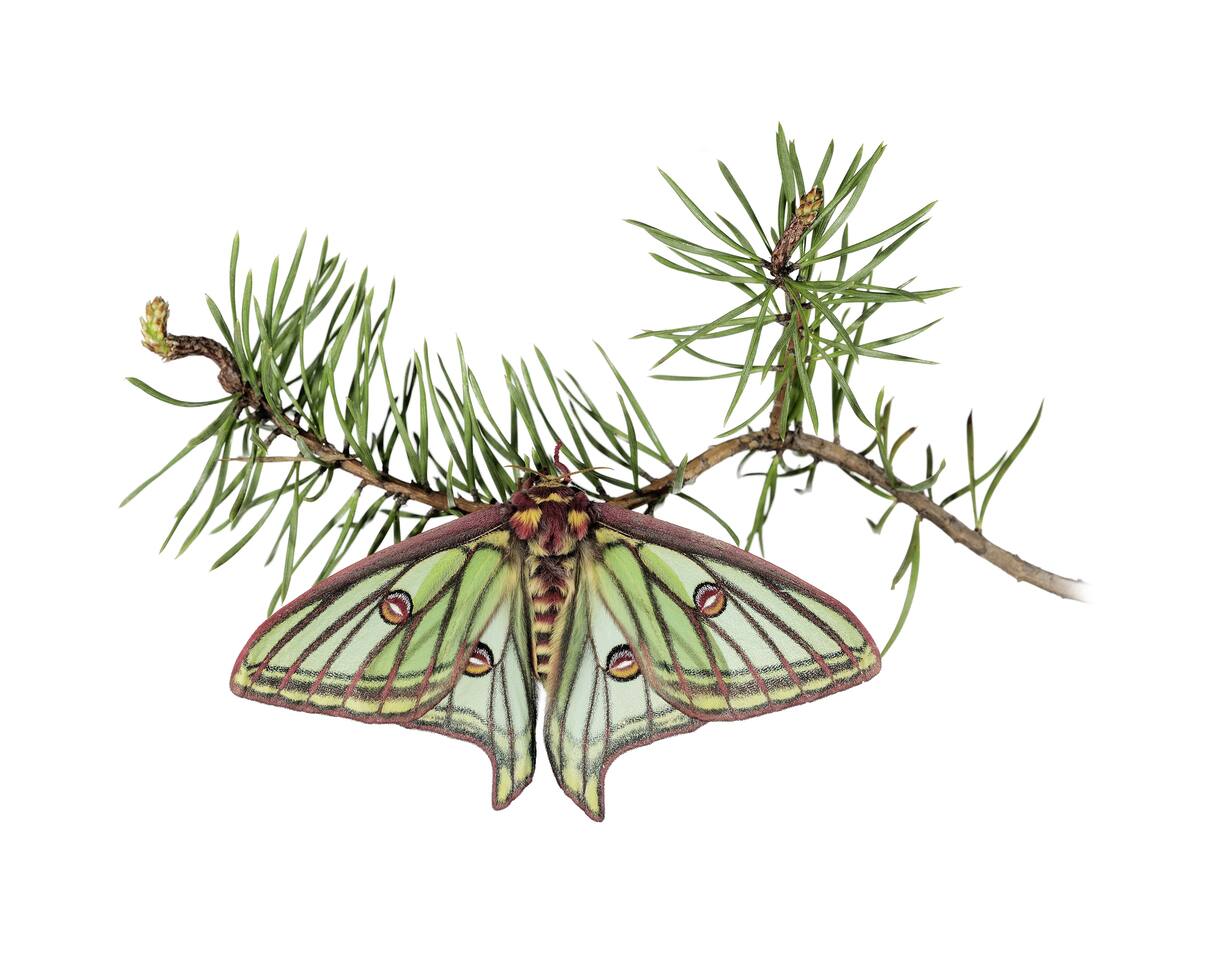 papillon