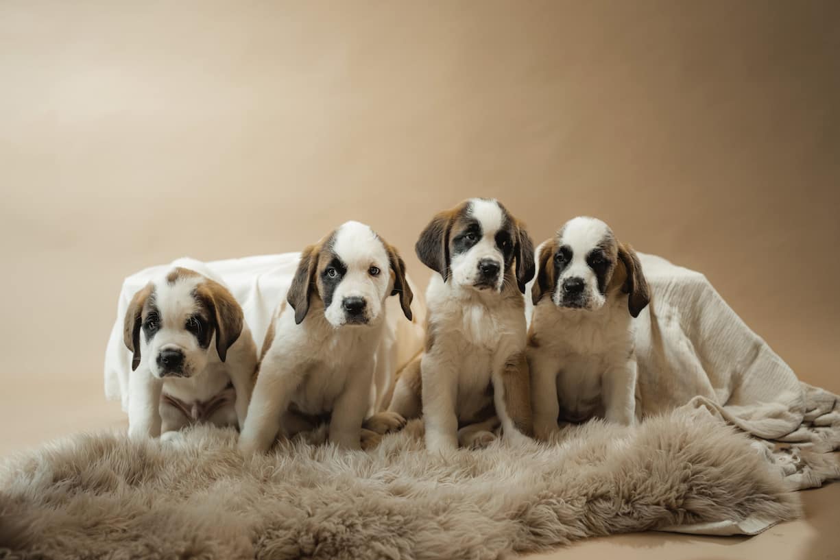 saint-bernards