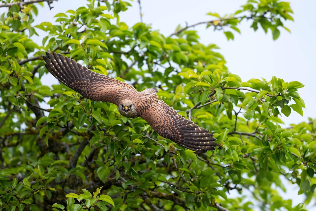 Faucon crécerelle