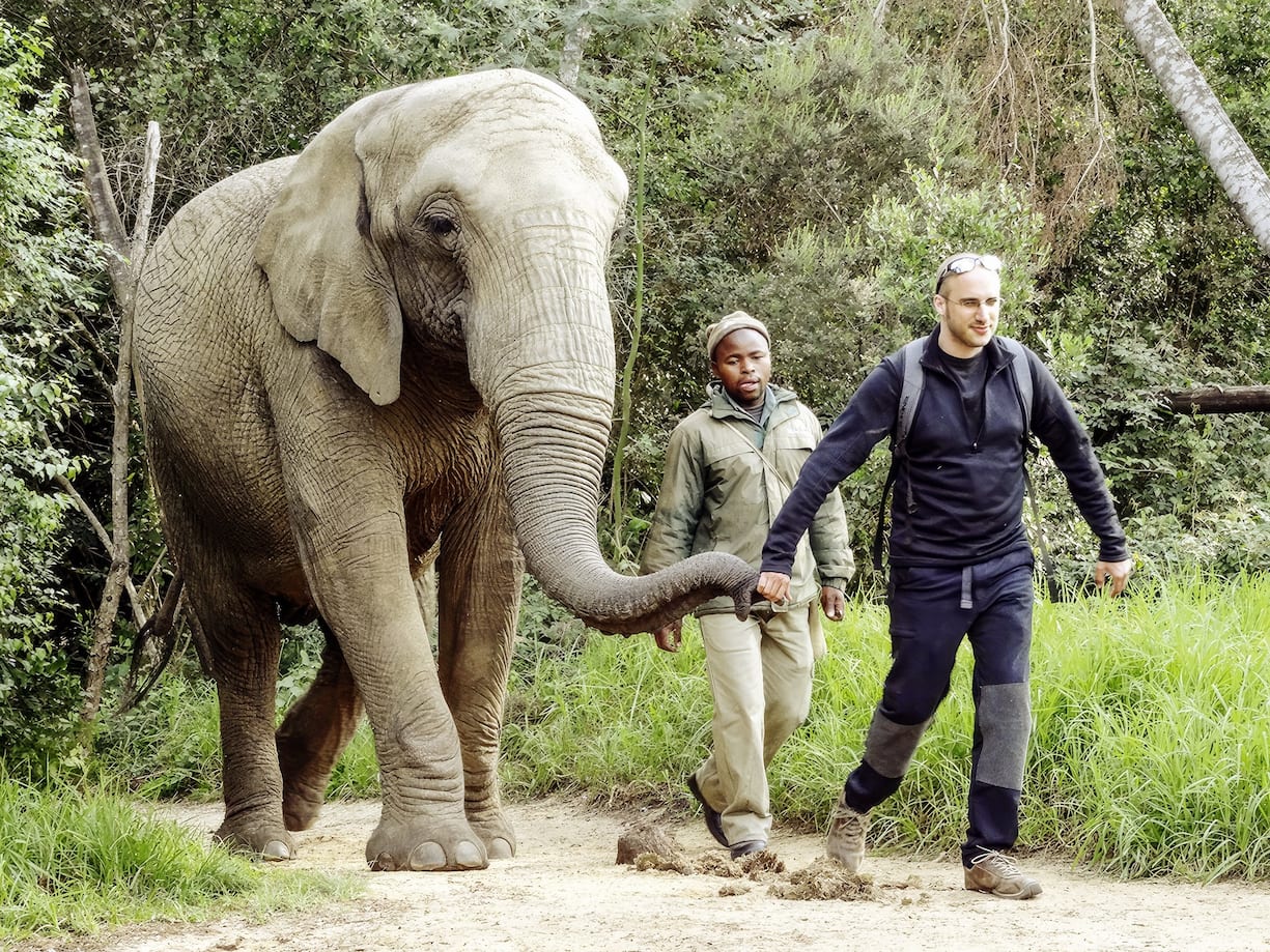 Le refuge d’éléphants de Hartbeespoort Dam en Afrique du Sud
