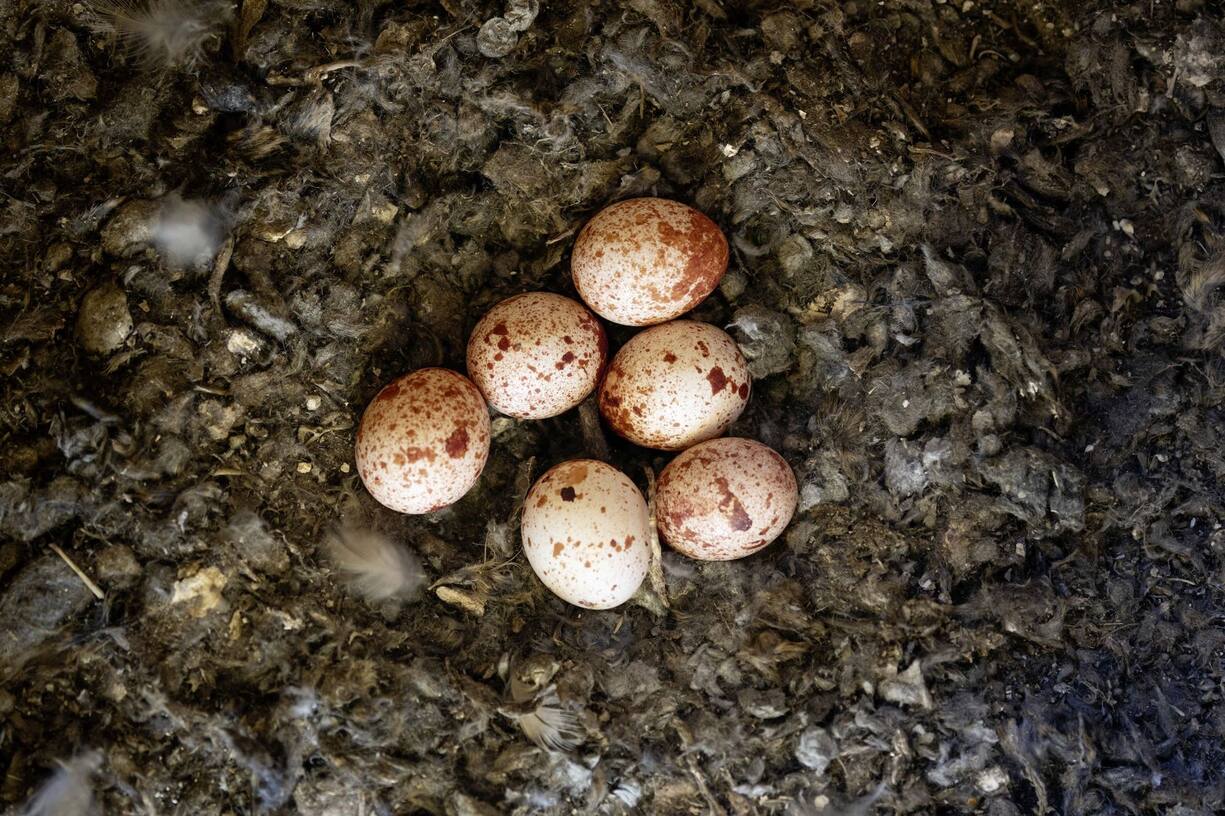 Oeufs du faucon crécerelle