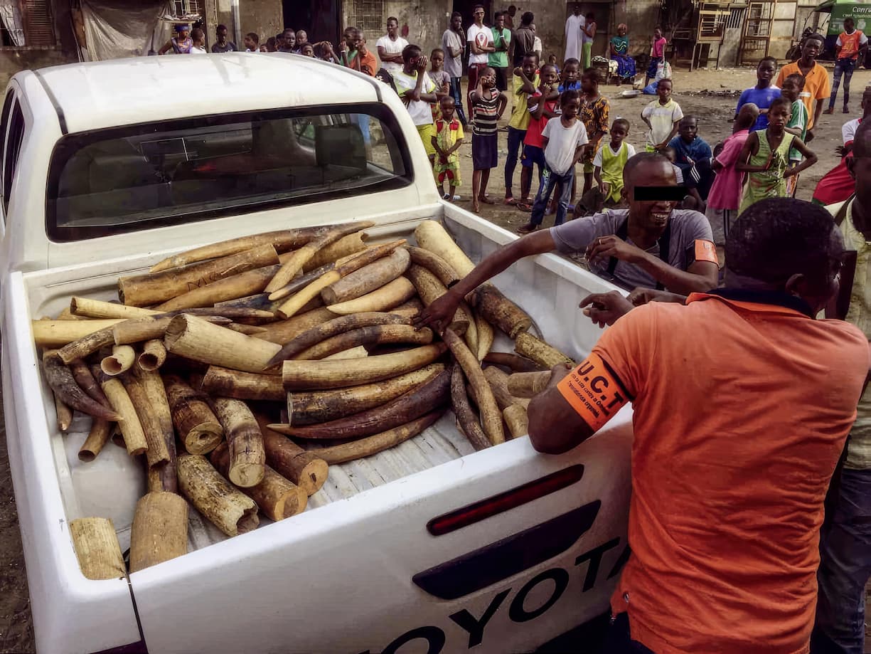 Saisie d’ivoire dans un quartier d’Abidjan