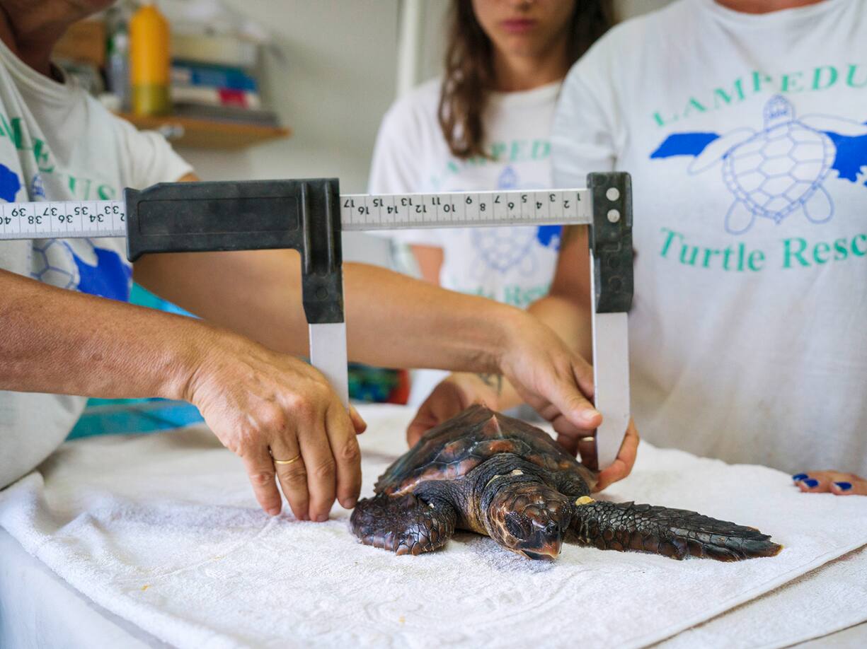 Cette mesure, faite avec le calibre est la mesure standard des biologistes
