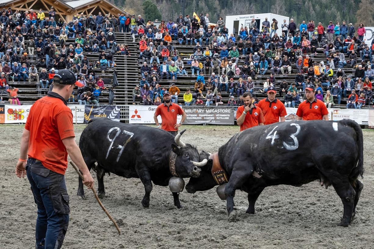 combat de vaches