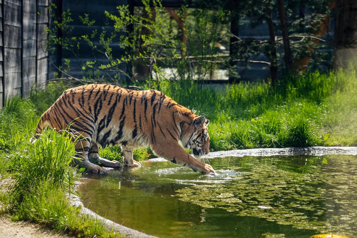 La tigresse Seron au Sikypark