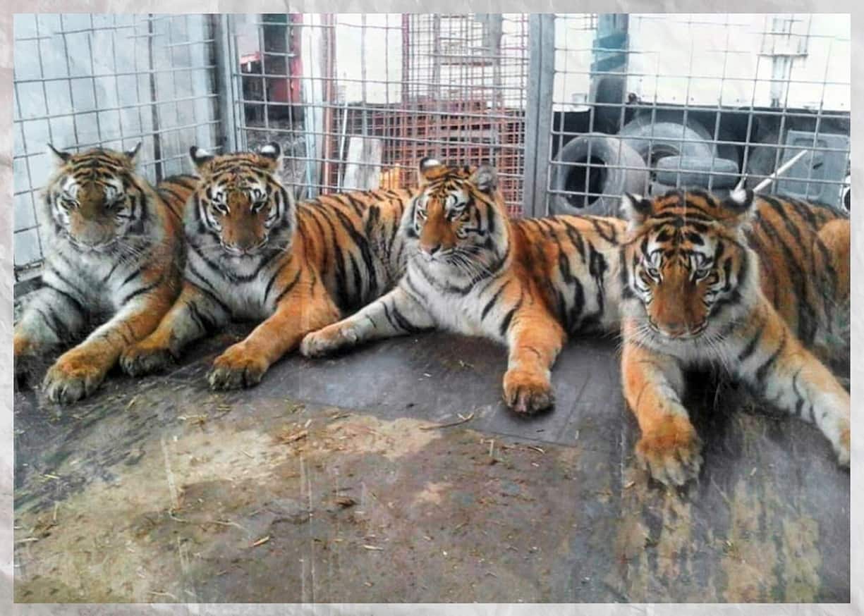 Quatre tigres d’une même fratrie cohabitent dans une roulotte de cirque. Deux femelles ont trouvé refuge en Suisse. Leur frère et leur sœur ont rejoint l’Allemagne.