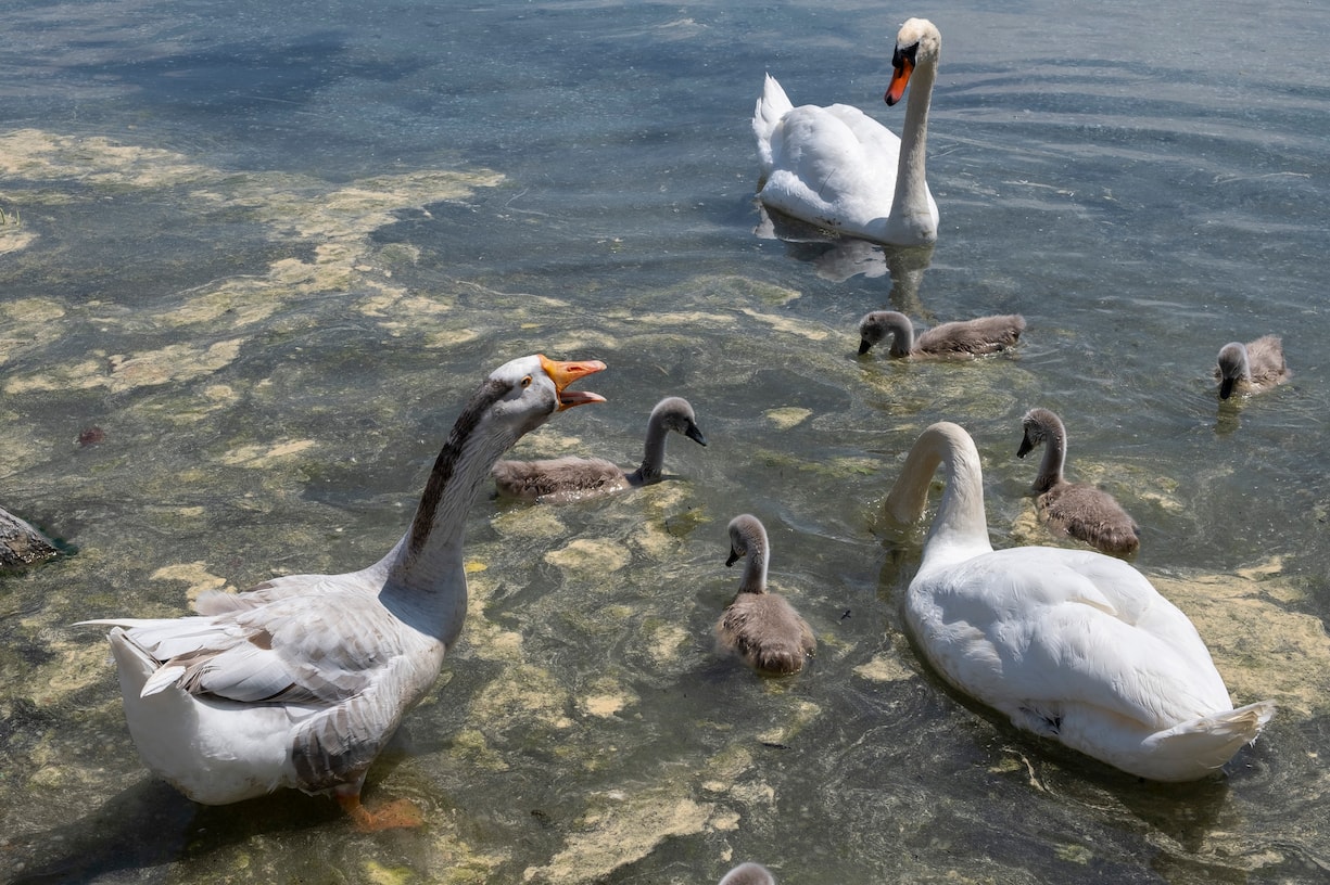 Le jars Klaxon, un couple de cygnes et leurs six petits
