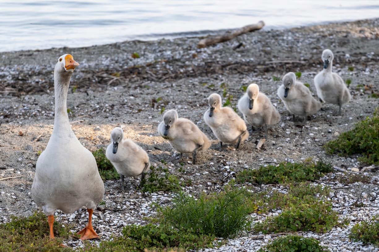 Le jars Klaxon, un couple de cygnes et leurs six petits