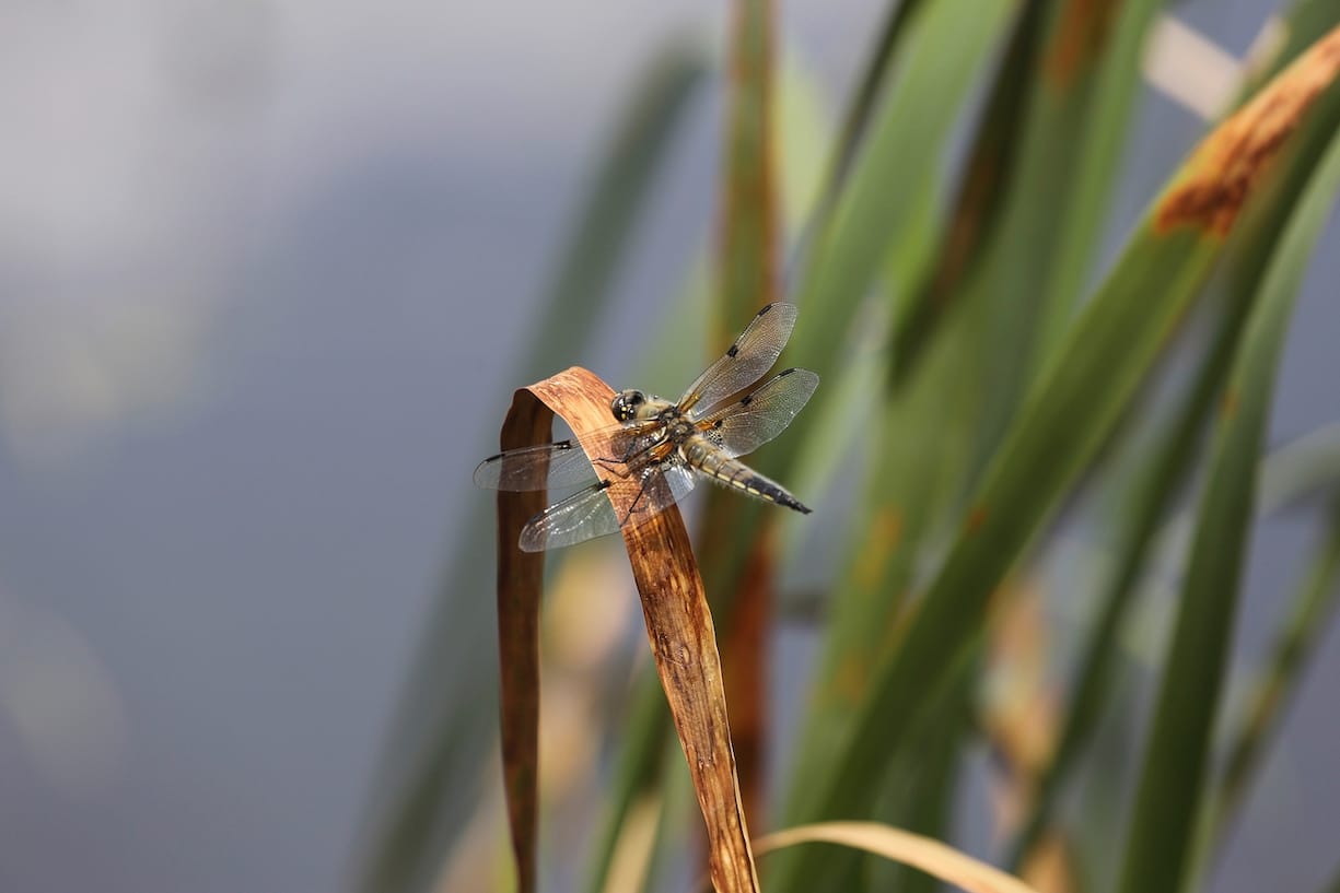 La réserve naturelle de la Vieille Thielle