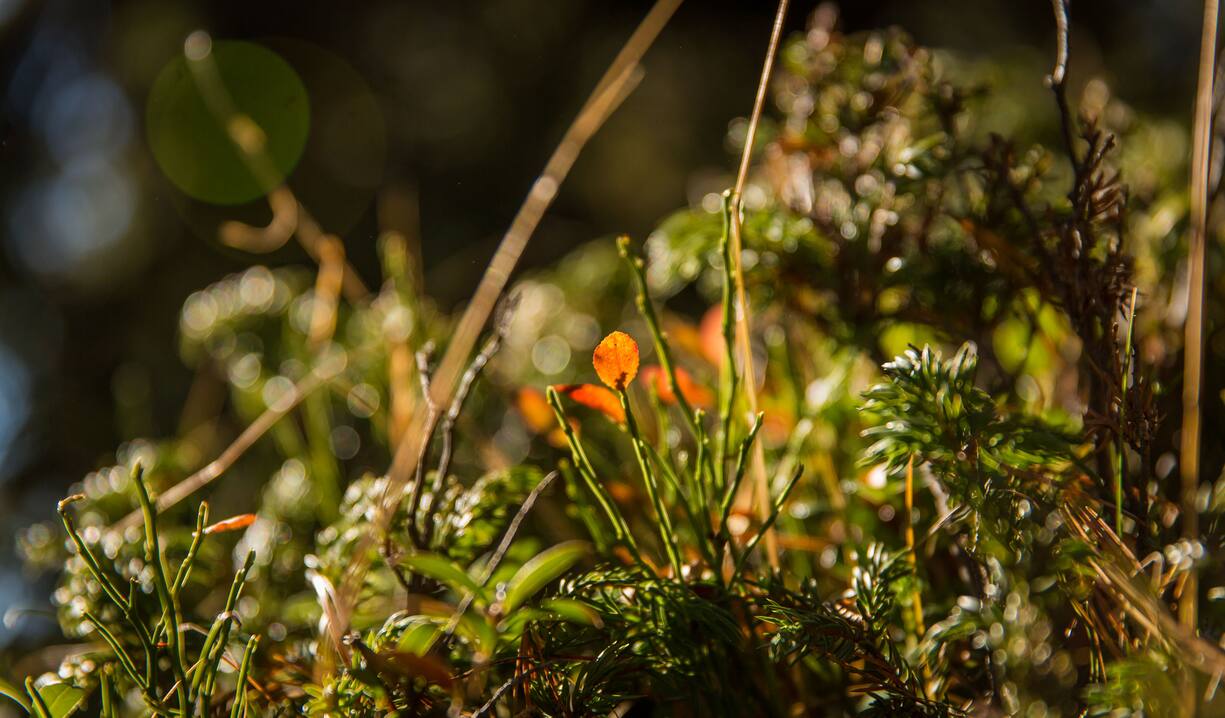 Boden im Aletschwald