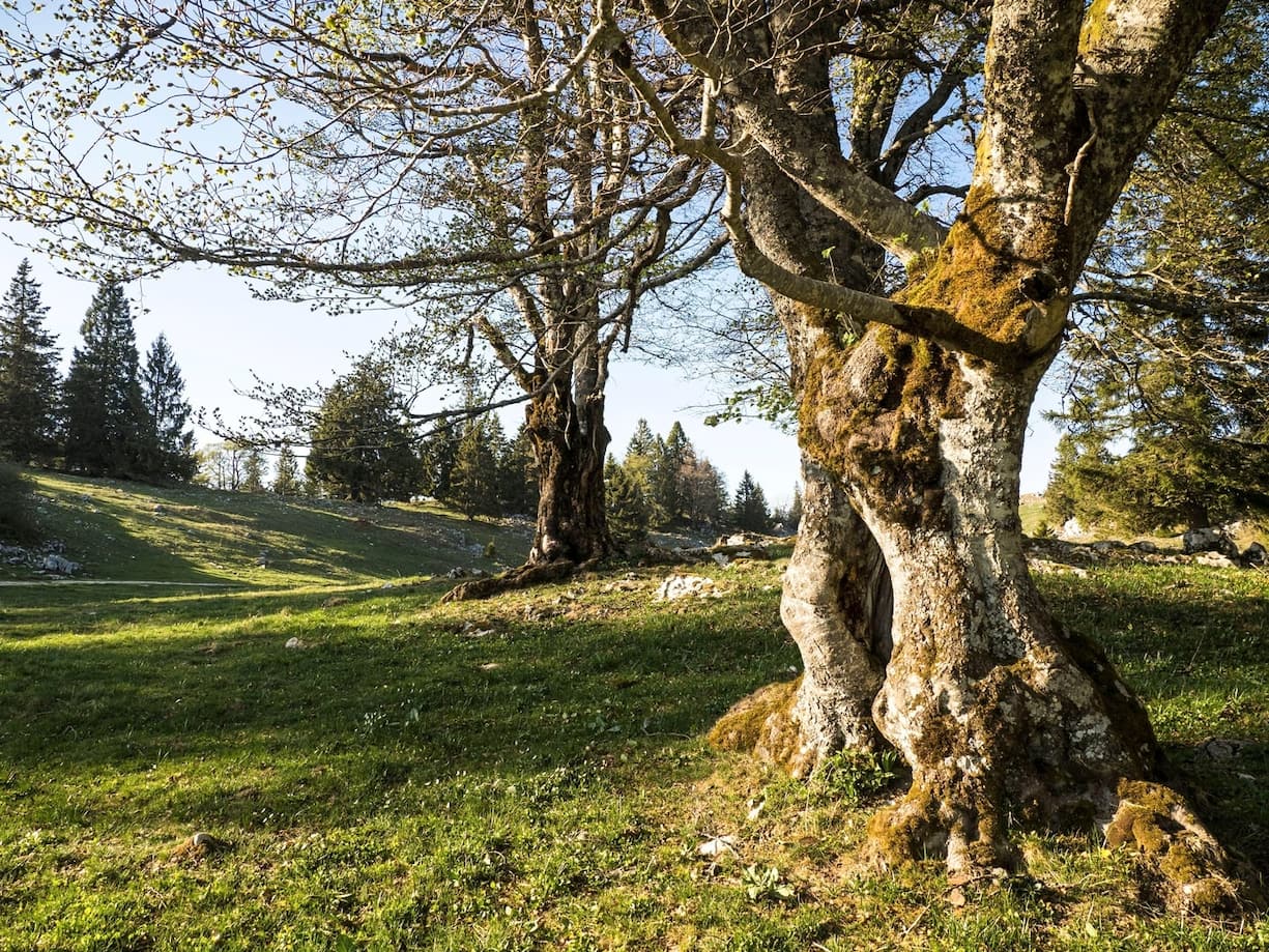 Les hauts pâturages typiques du Val-de-Ruz