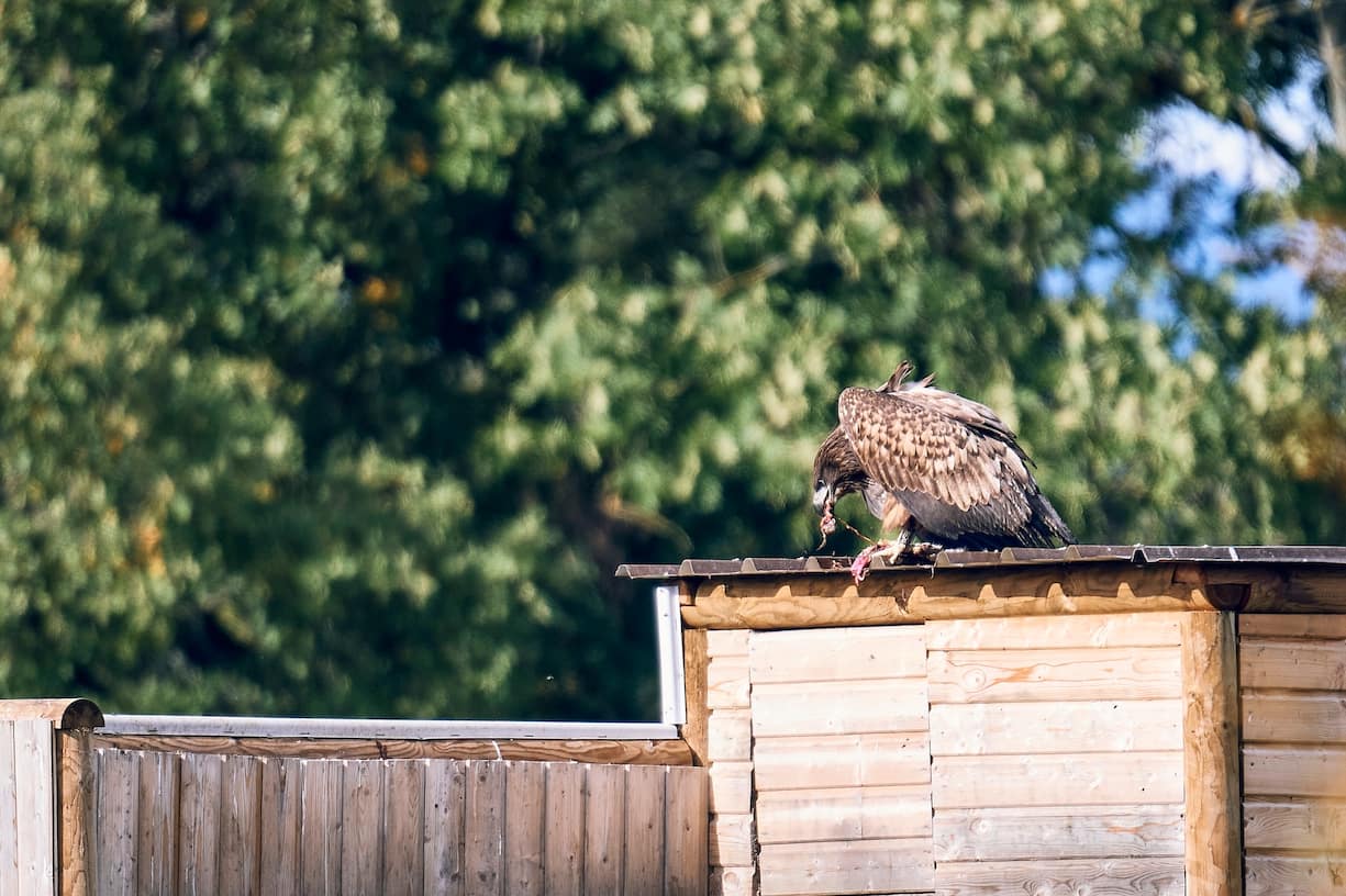 Reportage réintroduction d'aigles: les pygargues juvéniles mangent des lapins et des poissons