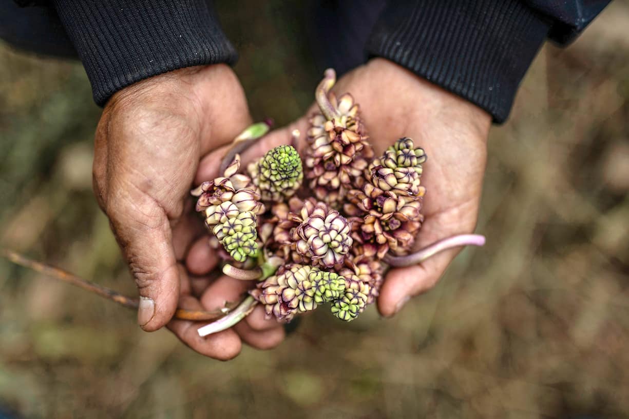 Reportage sur le royaume de Sikkim: dans les mains d’Azing, un fruit local utilisé en médecine traditionnelle